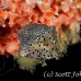 boxfish_yellow_juvenile_kbrppier_h_0108_sul7472.jpg